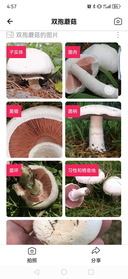 Picture Mushroom专业破解版