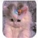 猫爪工具箱 V2.0最新版