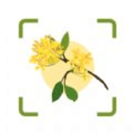 plantae(植物识别) V1.1最新版